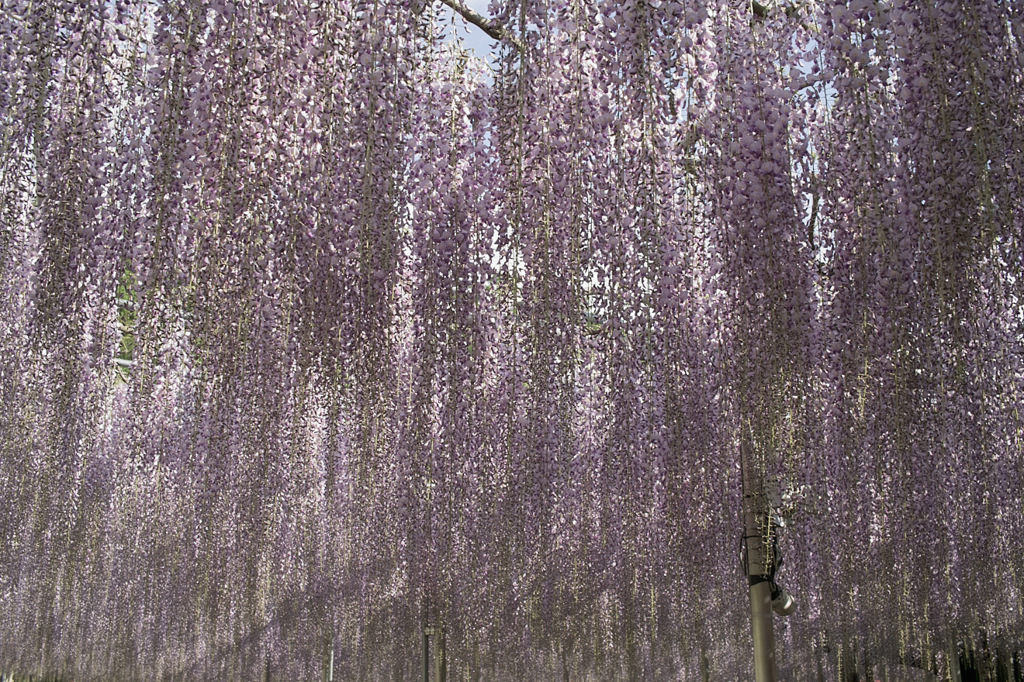 SDIM1621