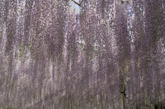 SDIM1621