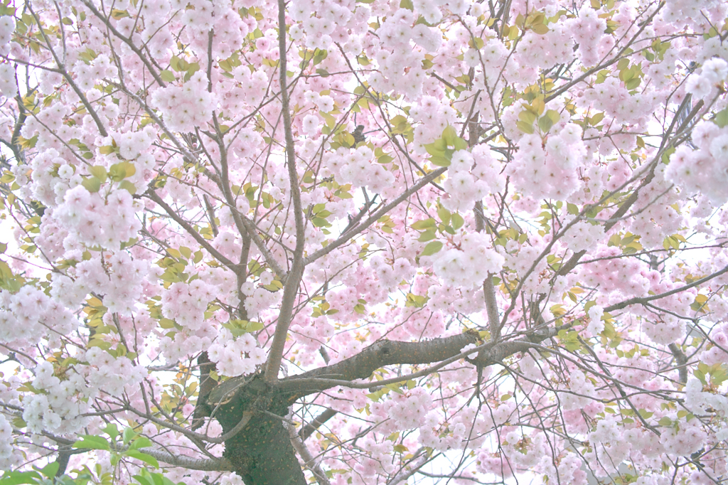 八重桜