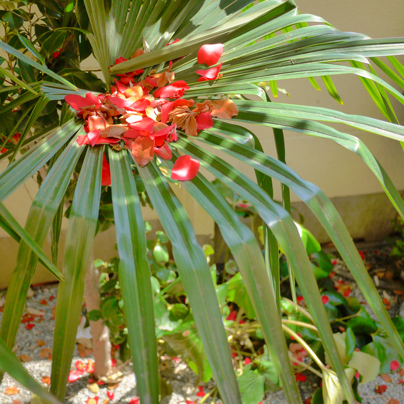 P1010508