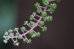 多摩動物公園の植物たち５