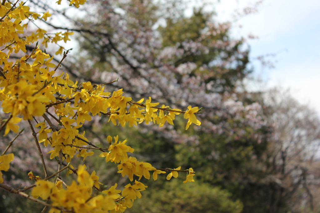 桜をバックに
