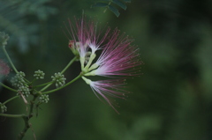 多摩動物公園の植物たち６