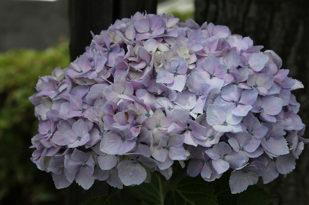 紫陽花