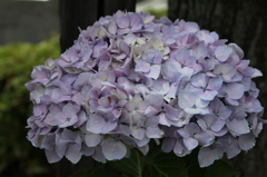 紫陽花