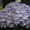 紫陽花