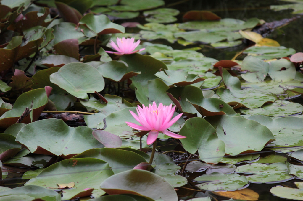 多摩動物公園の植物たち１