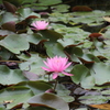 多摩動物公園の植物たち１