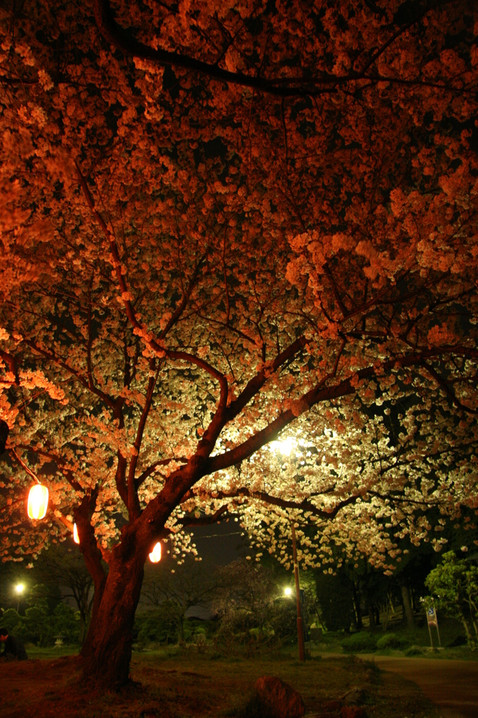 夜桜