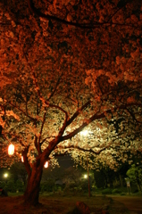 夜桜