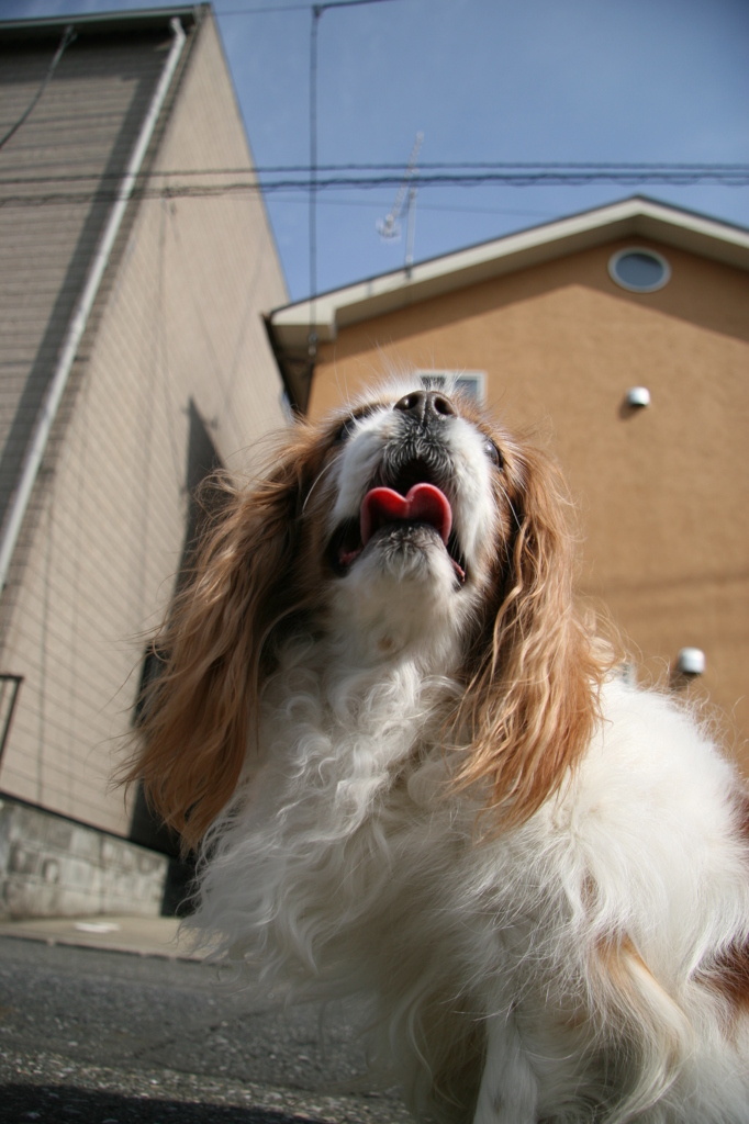 我が家の狛犬