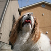 我が家の狛犬