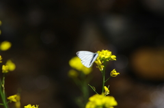 IMGP2681