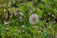 IMGP2751