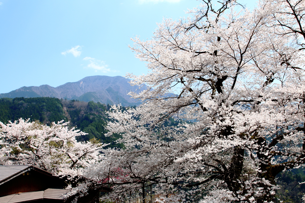 大野の一本桜