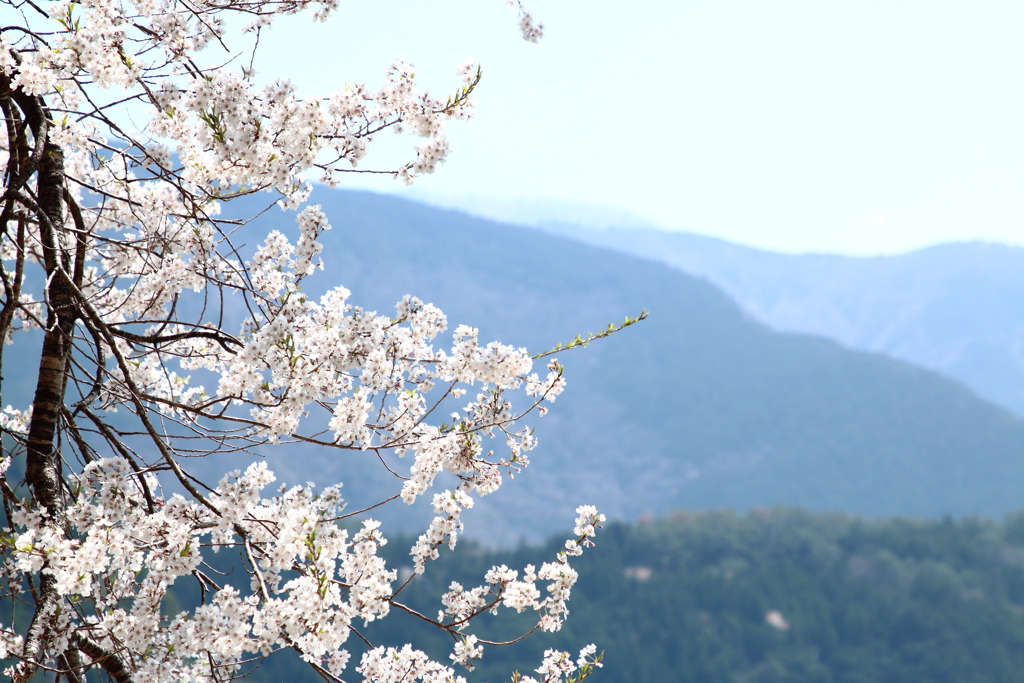 大野の一本桜