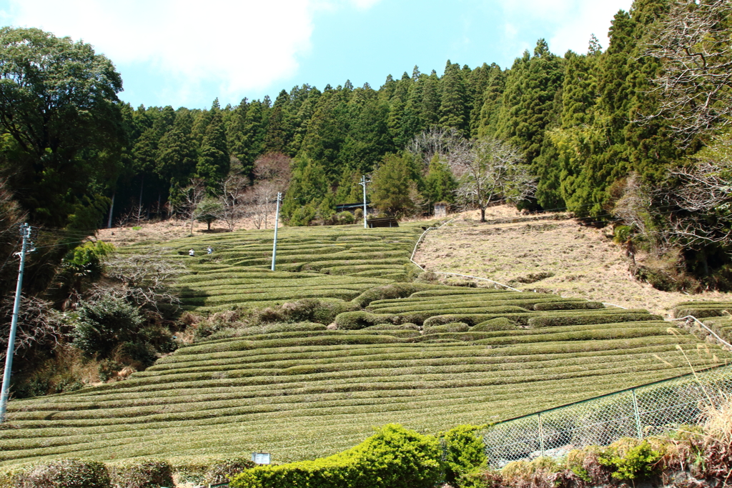 大野の一本桜