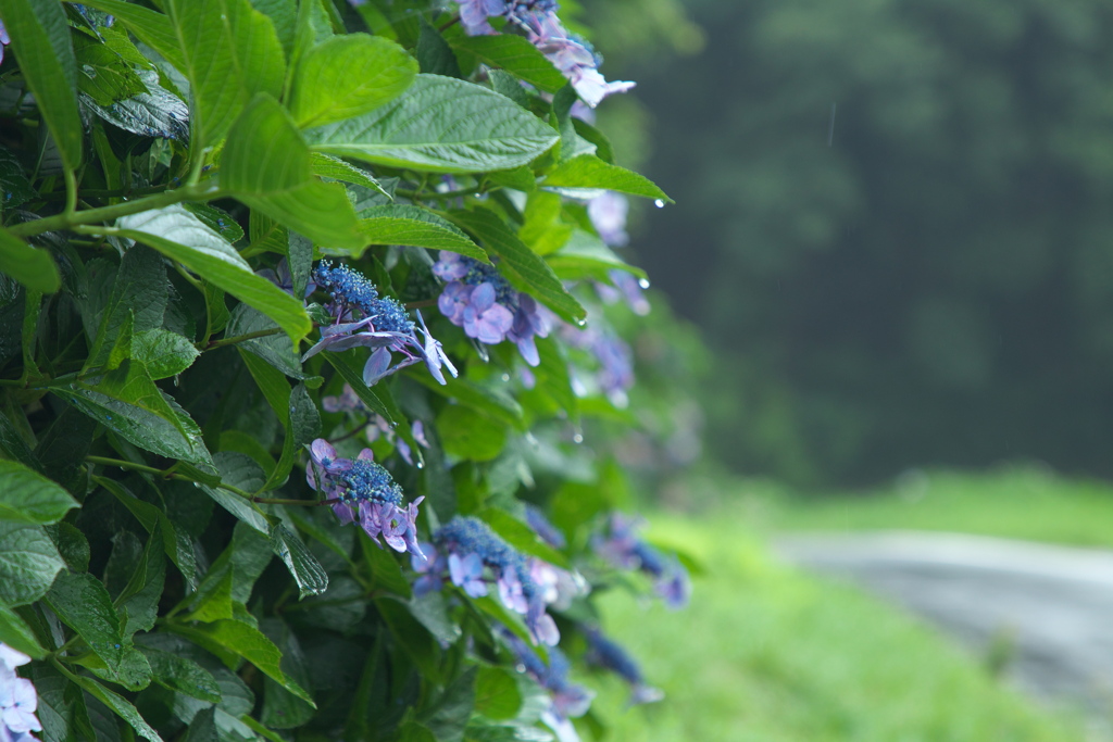 滋賀の梅雨