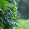 滋賀の梅雨