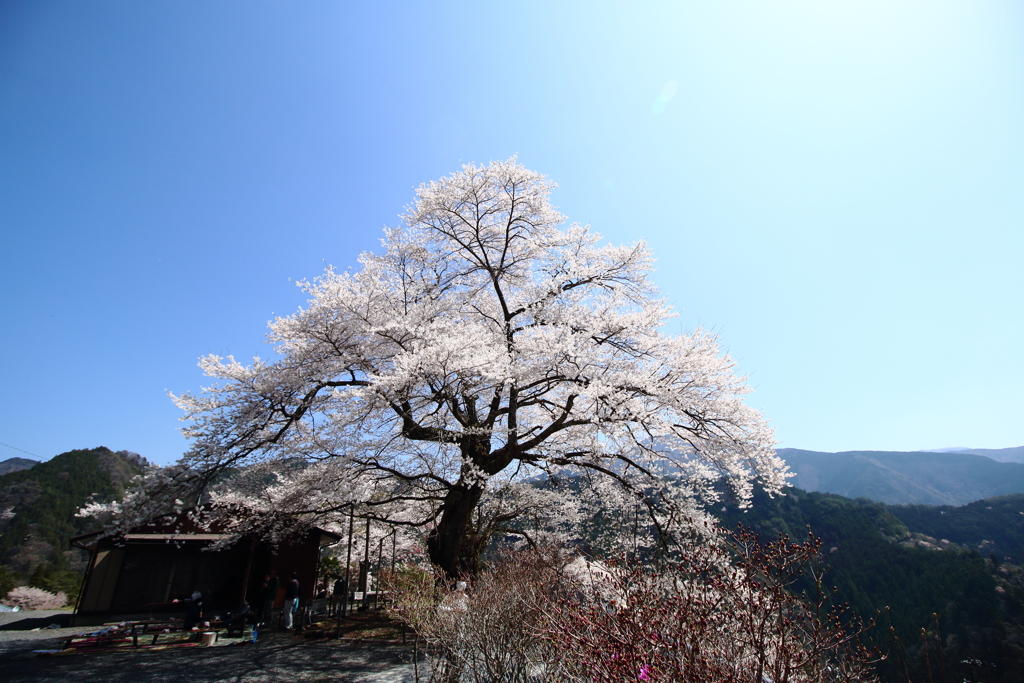 大野の一本桜