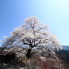 大野の一本桜