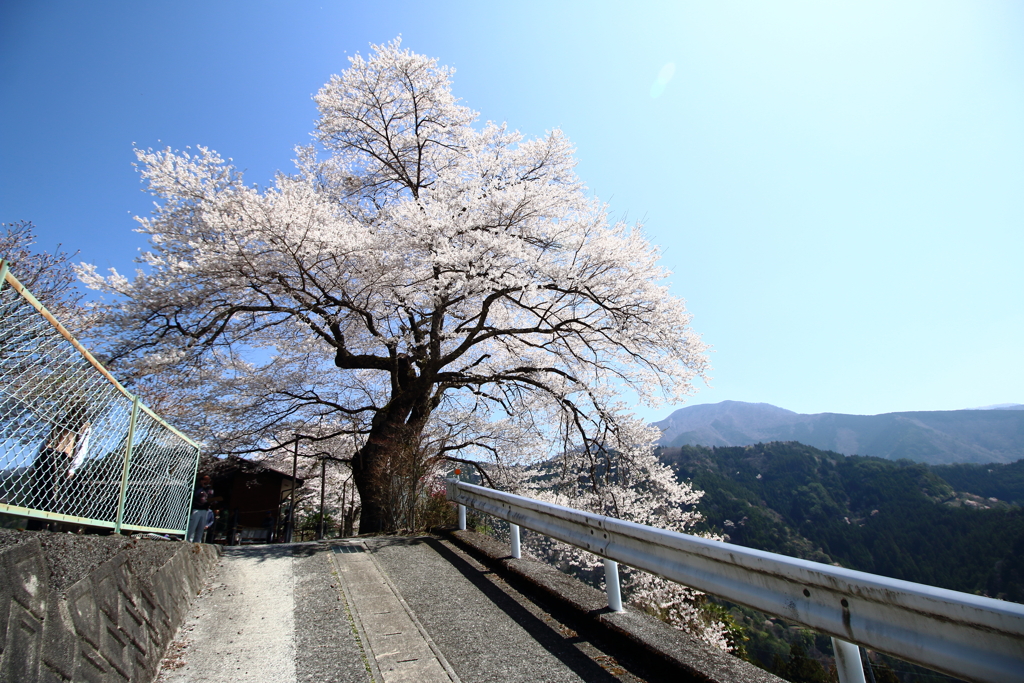 大野の一本桜