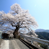 大野の一本桜