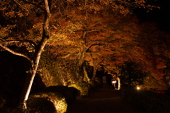 郡上八幡城の紅葉