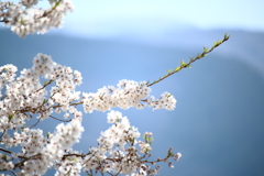 大野の一本桜
