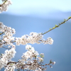 大野の一本桜