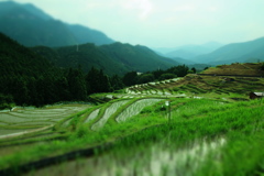 丸山千枚田