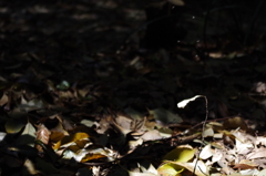 なにかが舞い降りてきているように見えなくもないけど、虫