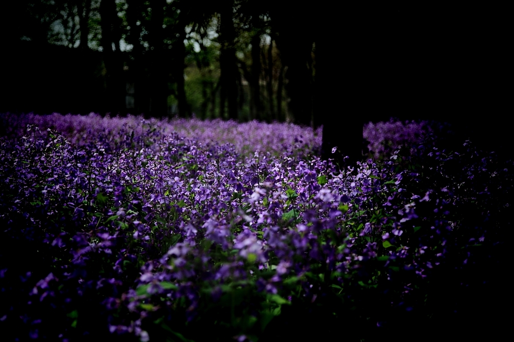 命の花
