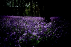 命の花