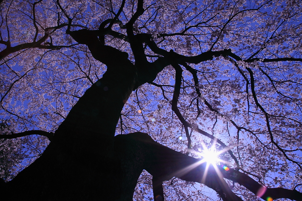 桜の下で‥