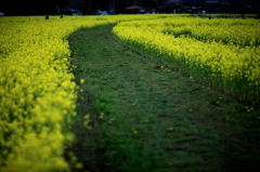 花みち