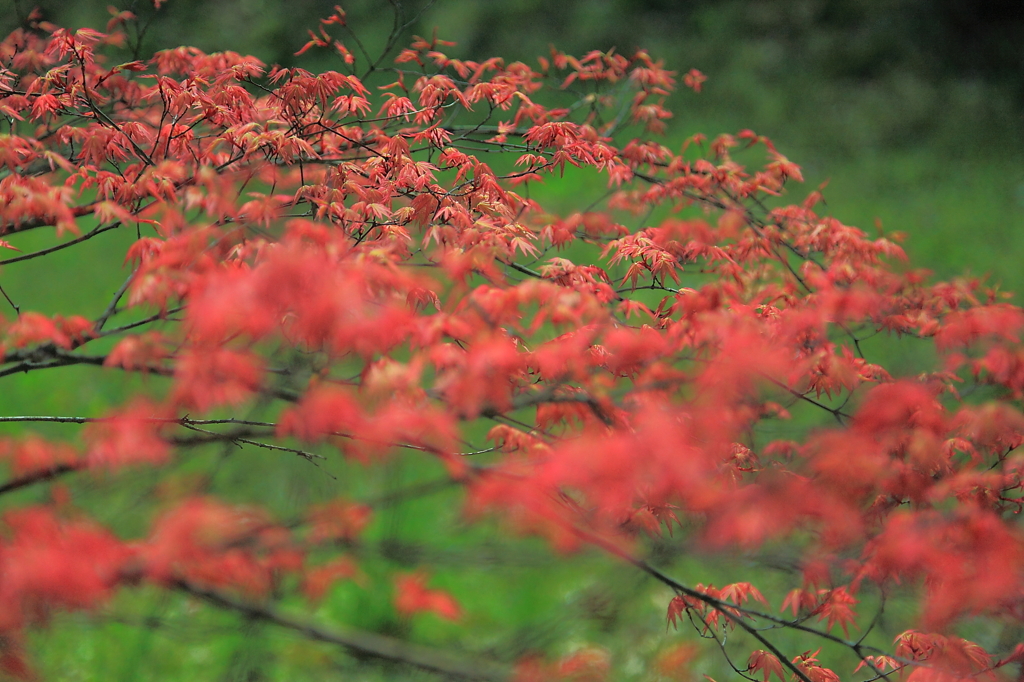 朱の芽吹き