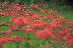 朱の芽吹き