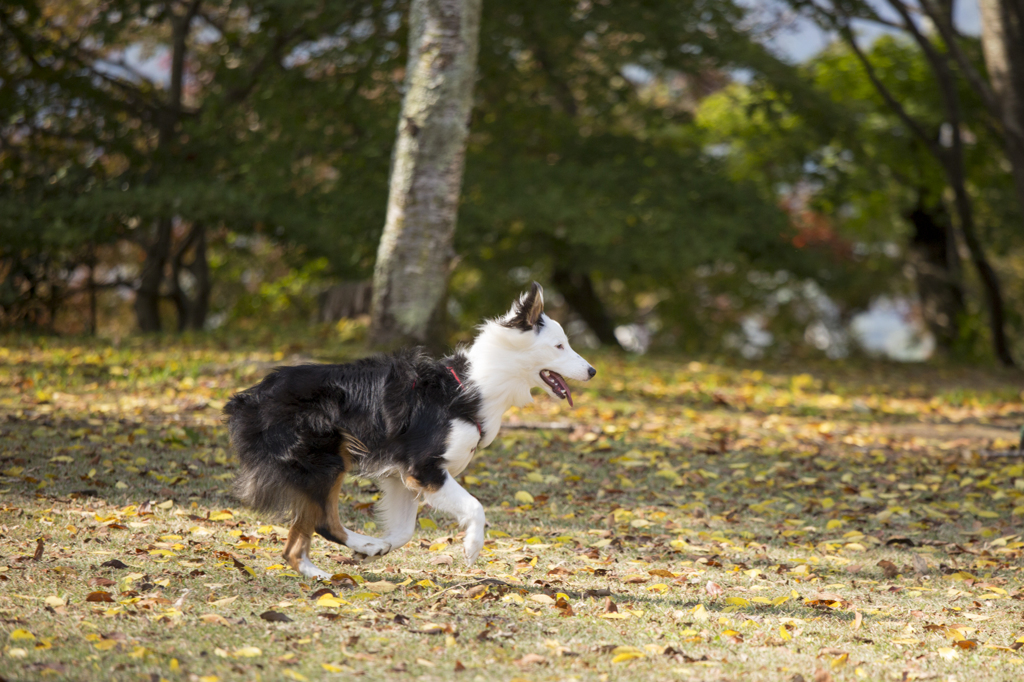 紅葉を駆ける