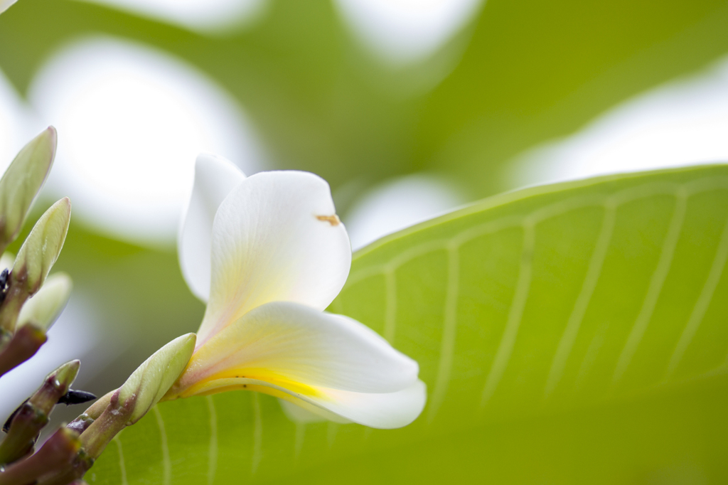 Plumeria