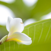 Plumeria