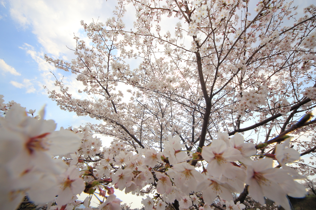 桜～迫る
