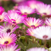 Livingstone daisy