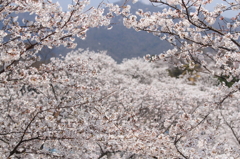 桜咲く