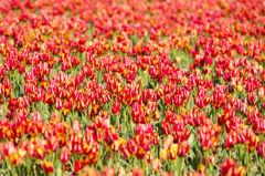 Tulip carpet