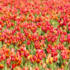Tulip carpet