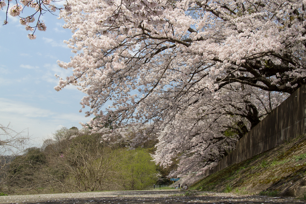 桜の下を