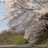 桜の下を