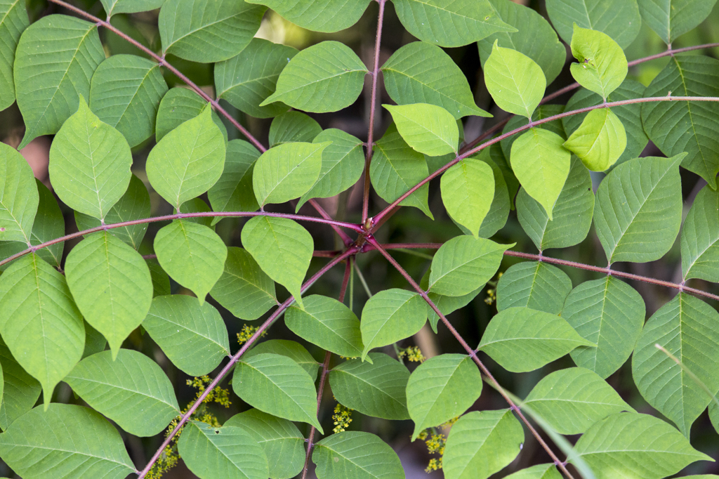 green pattern