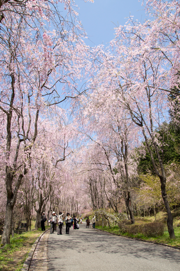 桜のトンネル